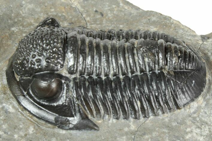 Detailed Gerastos Trilobite Fossil - Morocco #243782
